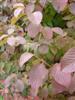 Photo of Genus=Viburnum&Species=plicatum f. plicatum&Common=Popcorn Doublefile Viburnum&Cultivar='Popcorn'