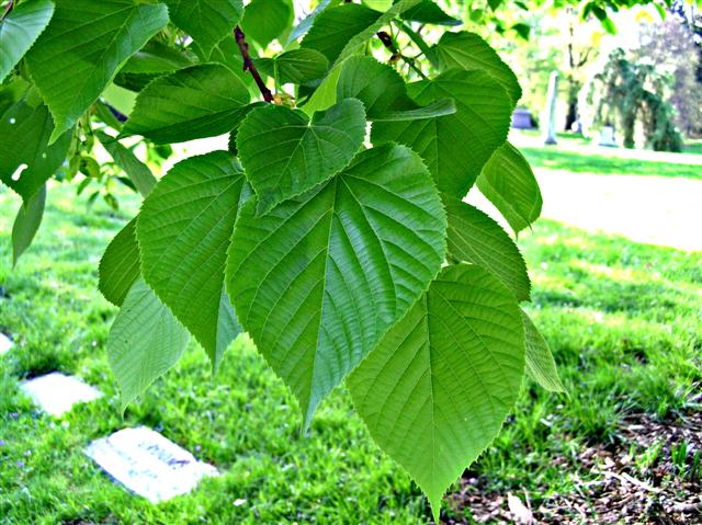 Picture of Tilia americana  American Linden