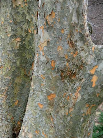 Picture of Ulmus parvifolia  Lacebark Elm or Chinese Elm