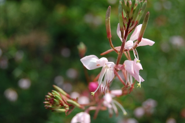 Picture of Gaura lindheimeri 'Dauphin' Butterfly Flower 'Dauphin' Butterfly Flower