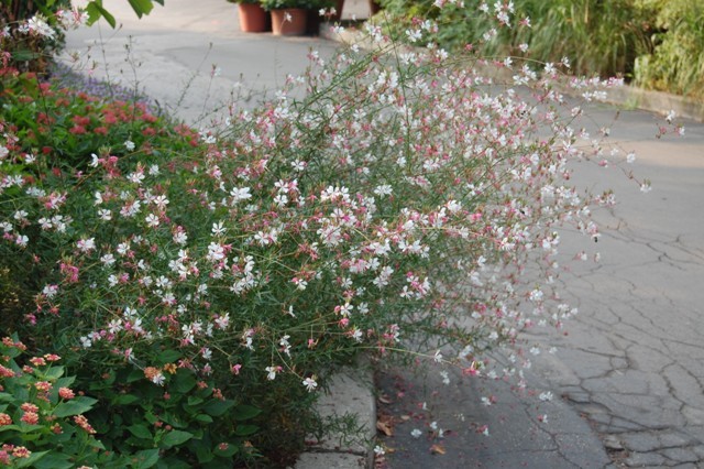 Picture of Gaura lindheimeri 'Dauphin' Butterfly Flower 'Dauphin' Butterfly Flower