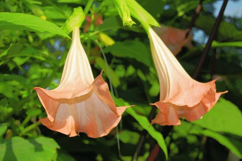 Picture of Brugmansia insignis 'Pink' Pink Angel's Trumpet