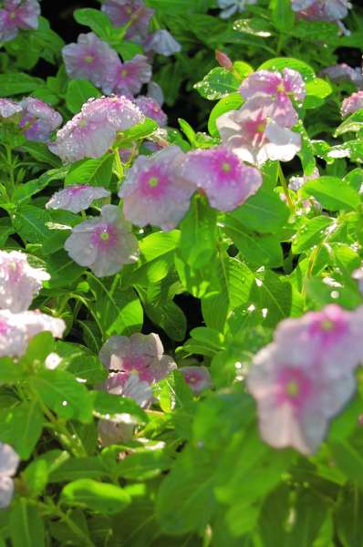 Picture of Catharathus  'Cooler Pink' Vinca