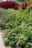 Photo of Genus=Lantana&Species=camara&Common=&Cultivar=Athens Rose