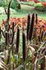 Photo of Genus=Pennisetum&Species=glacum&Common='Purple Majesty'&Cultivar='Purple Majesty'