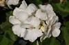 Photo of Genus=Pelargonium&Species=x hortorum&Common=Fantasia 'White' Geranium&Cultivar=Fantasia 'White' Geranium