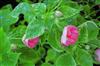 Photo of Genus=Impatiens&Species=walleriana&Common=Fiesta Pink Frost&Cultivar=Fiesta Pink Frost